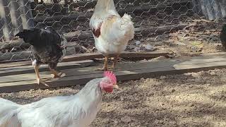 Última Chance De Adquirir Galos Glz, A Um Preço Especial