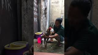 Mandi pagi 🧼 Jack pejantan tampan Gili Trawangan