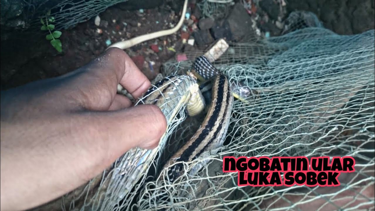 MENGOBATI LUKA ROBEK ULAR