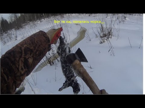 Петли капканы как ловить бобра Петли капканы как ловить бобра