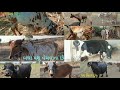 ૫ ગાય , ૩ ભેંસ , ૨ બળદ આ બધા પશુ વેચવાના છે ગુજરાત પશુ માહિતી ચેનલ માં આવેલ છે gujrat pashu mahiti