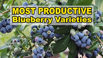 Which type of blueberry is the sweetest?