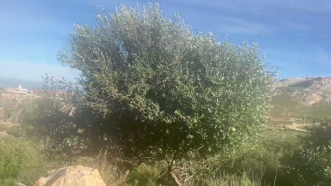 قرية بني منصور ناحية مولاي ادريس زرهون