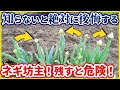 【絶対やれ】ネギ坊主を残しておくと危険です！