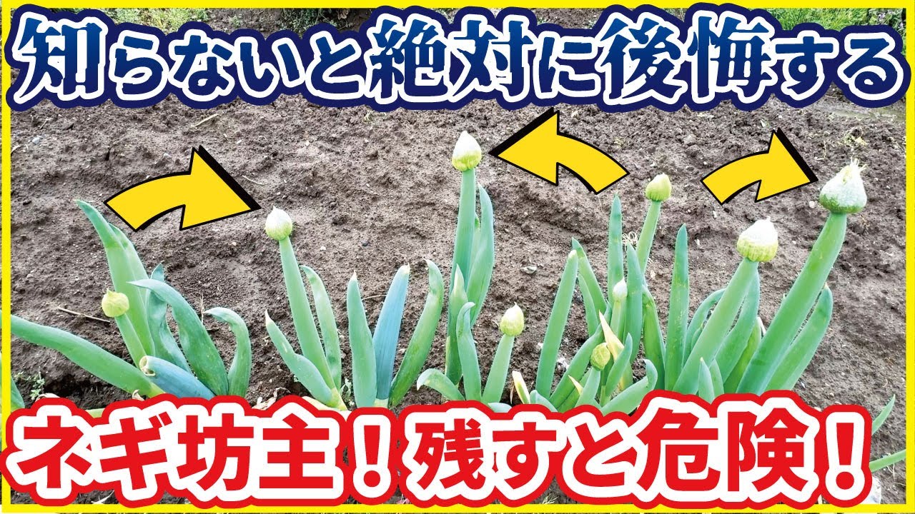 絶対やれ】ネギ坊主を残しておくと危険です！ - YouTube
