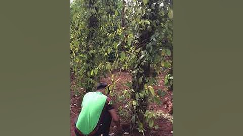 Hồ Tiêu Tây Nguyên - Tiêu bị rệp sáp, tuyến trùng nặng