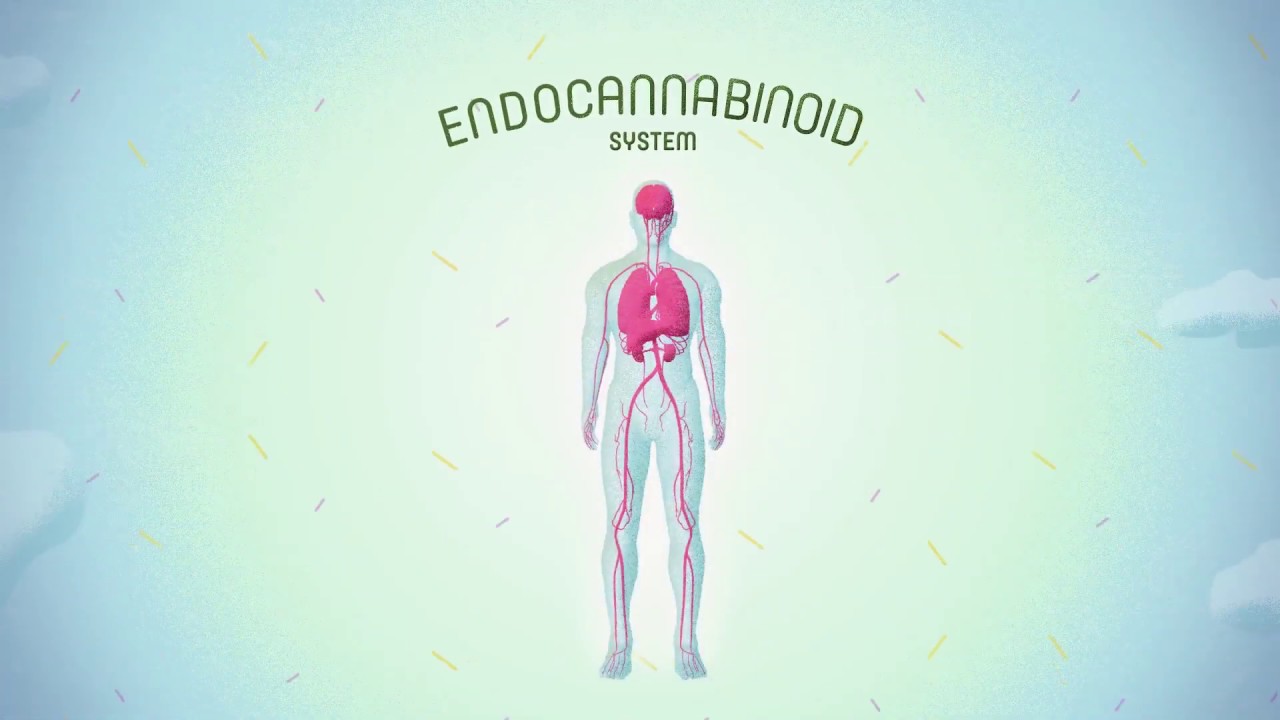 Top Kwaliteit CBD Olie van Endoca ⟹ Vitaminesperpost.nl