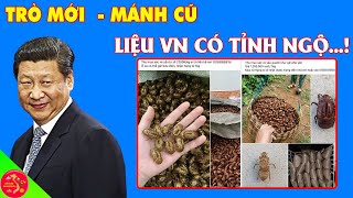 Trung Quốc Đưa Hàng Loạt Thương Lái Đến VN Mua Hàng Tấn Xác Ve Sầu Với Giá Trên Trời Để Làm Gì