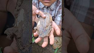 MENGEJUTKAN! Menemukan kerang besar di selokan