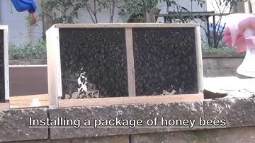 Installing Honey Bee Package - Beginner Beekeeper