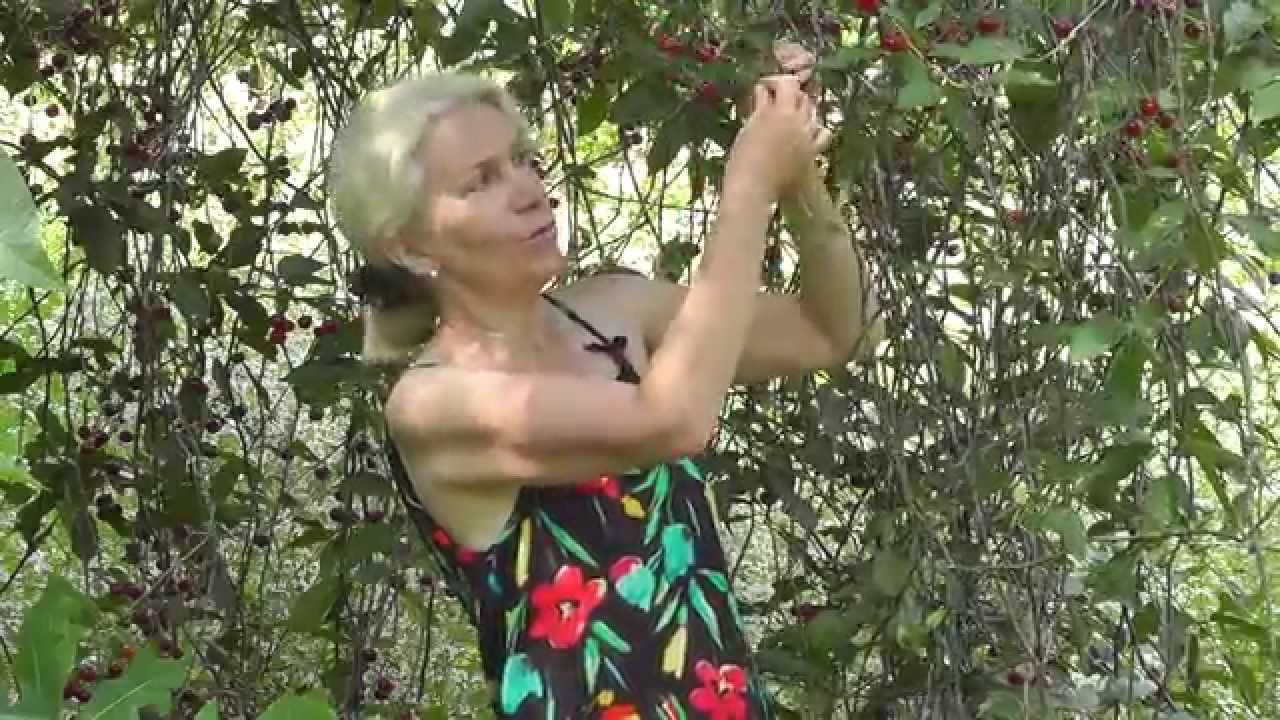 Полезные и лечебные свойства плодоножки вишни, рецепт чая, настой