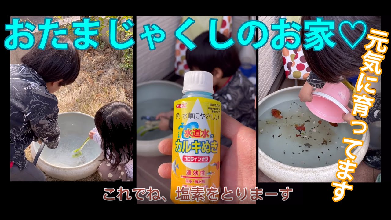 こぺと生き物 こぺ はるでおたまじゃくしのお家作りました Youtube