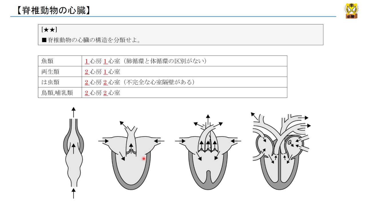 脊椎 動物 の 心臓