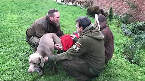 Wie sieht eine Hunde Paarung aus?