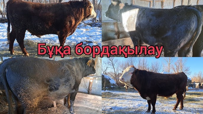 Ауызға порно камминг