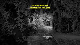 32  Hidden Camera First Night in the Forest – The Fox Arrives  #4k #animals