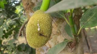 The Origin of Jackfruit|| How to Jackfruit Making In Tree|| Natural Beauty of Jackfruit in Asia