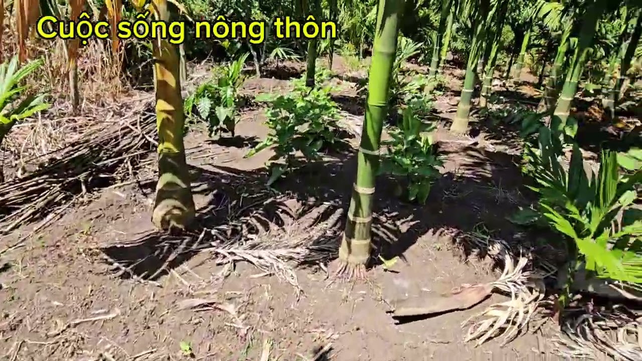 Phân biệt giống cau chuẩn cho năng suất cao khi trồng