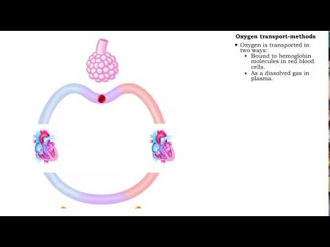 וִידֵאוֹ: איזה גורם חיובי ליצירת אוקסיהמוגלובין במככיות?