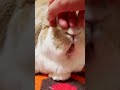 撫でようとしたら熟睡のうさぎさんに怒られる！噛む！ #Shorts