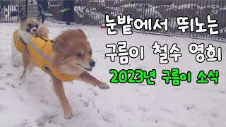 눈 밭을 뛰노는 구름이와 철수 영희 by 컨츄리DogTV 1,395 views 4 months ago 4 minutes, 47 seconds