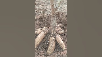 Umbi Singkong garuda Jumbo#shorts #bertani #singkong #farming #dharmayasaberkarya