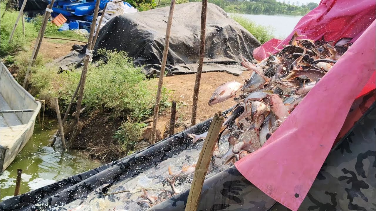 pankas fish good for health.so everyone eat it.and subscribe yours ...