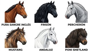 Every Type of HORSE That Exists in the World Explained