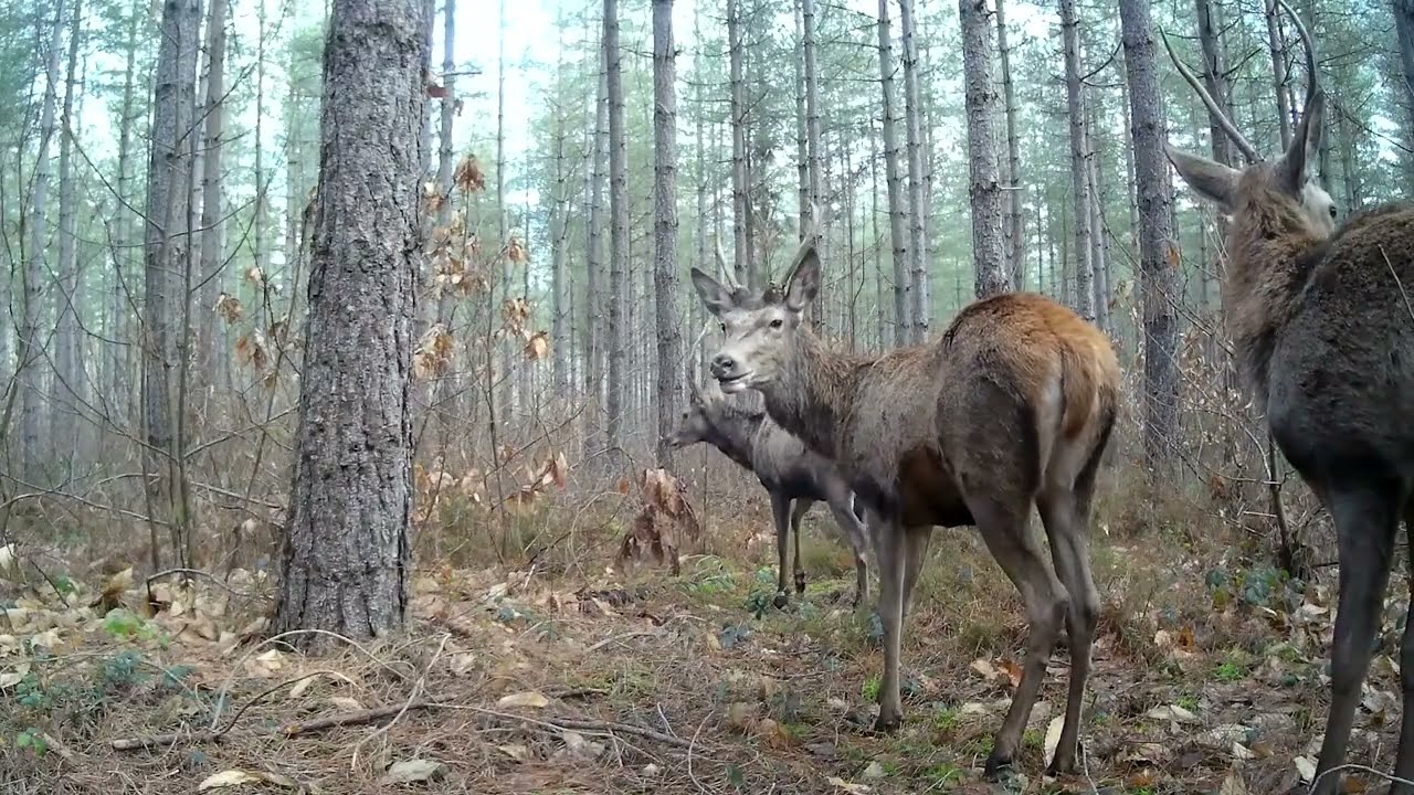 Entre les chevreuils et les cerfs les sangliers restent les plus nombreux😃 #animauxsauvages #cerf