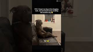 ๐POV: I Forgot My Dog at the Shopping Mall... He Came Home Smelling Like Another Dog ๐ #funnydog ๐POV: I Forgot My Dog at the Shopping Mall... He Came Home Smelling Like Another Dog ๐ #funnydog