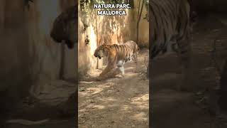 NATURA PARC. MALLORCA #shortvideo #nature #NATURAPARC #mallorca #animales #animals