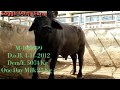 👌Some Top Murrah Bull From 👥HLDB Semen Bank Hisar Progeny Tested Murrah All Bulls Semen Availble