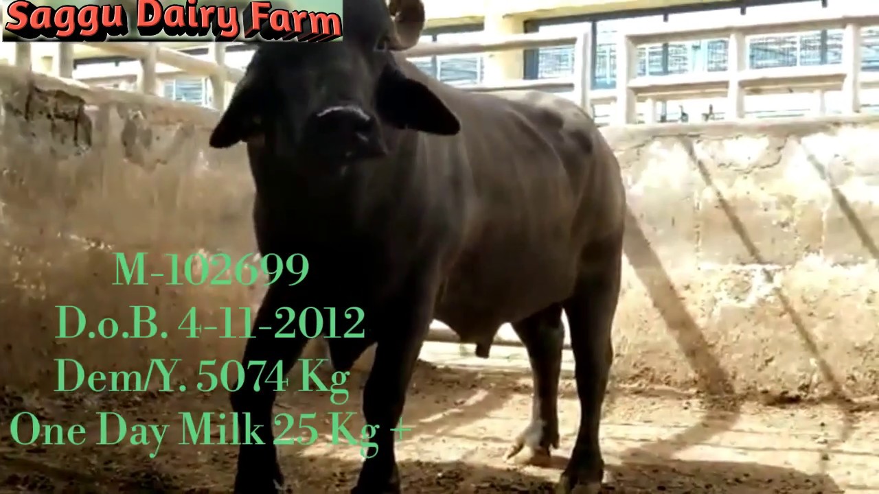 👌Some Top Murrah Bull From 👥HLDB Semen Bank Hisar Progeny Tested Murrah All Bulls Semen Availble