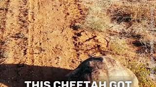 Chetah got scare with tortoise