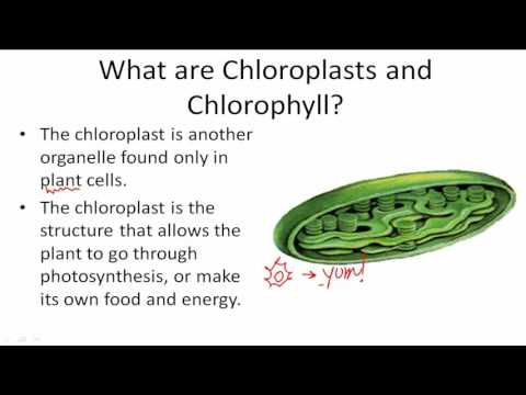Functions of Chloroplasts and Chlorophyll