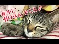 夜中に潜り込んでくる♪の巻【うちの子4にゃんず】