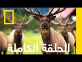البطة والموظ عمليات إنقاذ حيوانات ألاسكا ناشونال جيوغرافيك أبوظبي
