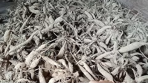 Bảo Quản Củ Giống Hoa Thược Dược Khô Đúng Cách