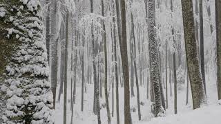 Relaxing Snowfall 2 Hours  Sound of Light Wind Breeze and Falling Snow in Forest