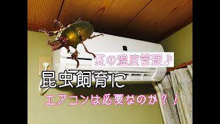 【昆虫飼育】夏の昆虫飼育にはエアコンは必要？！