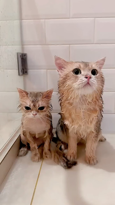 🙀: TERUNGKAP! Ini wujud asli si kedele woi #kucinglucu #cat #kiwibritishcat