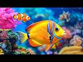 4K Coral Reef Aquarium 🐠 Exotic Tropical Fish & Stunning Ocean Relaxation for Stress Relief