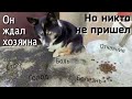 Бросили в мороз слепого пёсика / он мерз и ждал хозяина / но никто не пришёл / help save a blind dog