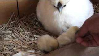 雛に餌やり 烏骨鶏 Youtube