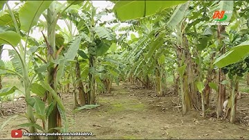 Làm giàu từ mô hình trồng chuối Thái Lan