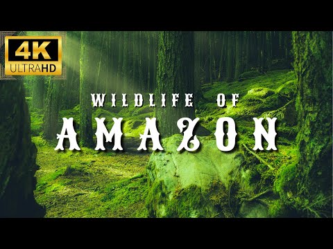 Amazon 4K Wildlife - Creatures Inhabiting the Jungle | Amazon Rainforest | Relaxation Film