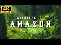Amazon 4k wildlife  creatures inhabiting the jungle  amazon rainforest  relaxation film