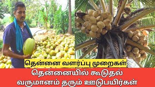 Download Lagu தென்னையில் இயற்கை உரத்தில் அதிக உற்பத்தி செய்யும் வழி முறைகள் | Organic coconut harvest MP3