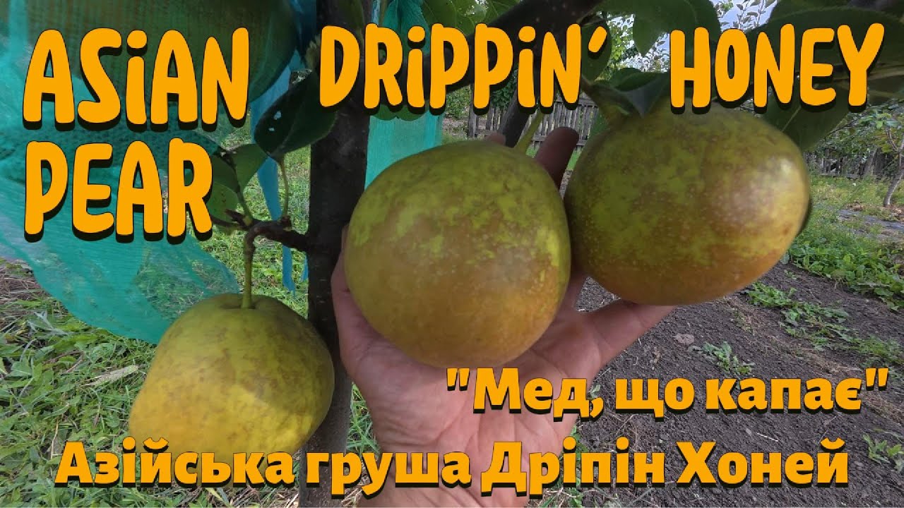 Азійська груша ДРІППІН ХОНЕЙ. Asian pear Drippin' Honey
