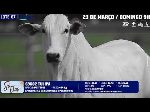 LOTE 67   TUL 3602